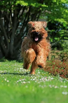 Event: Briard jumping, Rose Garden, Westfalenhalle, Dortmund