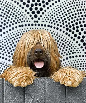 Scruffy: Briard - looking over fence - patterned background