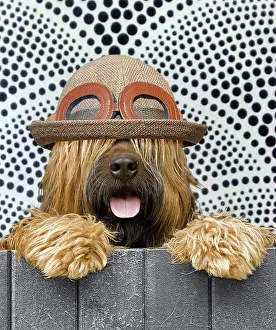 220719: Briard - looking over fence - patterned background