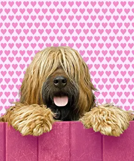 Scruffy: Briard - looking over pink fence - heart background