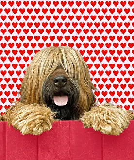 Scruffy: Briard - looking over red fence - heart background