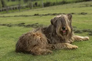 Briard: Briard lying in the grass