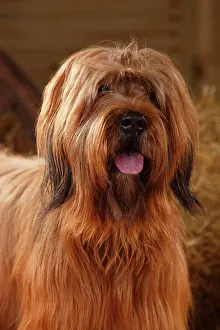 Briard: Briard, male, Berger de Brie, animal portrait