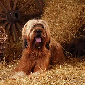Briard: Briard, male, Berger de Brie, lying on straw in