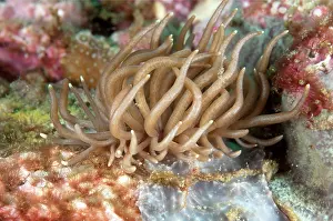 Retreat: Briareum Phyllodesmium Nudibranch