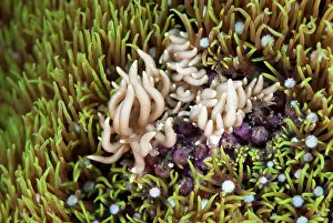 Slug: Briareum Phyllodesmium Nudibranches