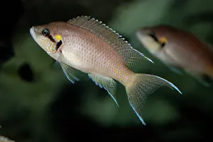 Cichlids: Brichardi Cichlid
