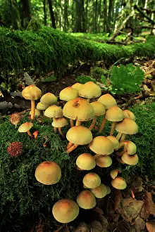 Hypholoma: Brick Cap Fungi
