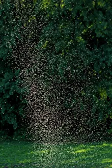 Multitudes: Bridal flight of Diptera, these midges form dense