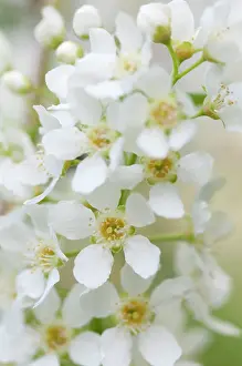 Marriage: Bridalwreath