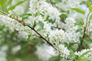 Marriage: Bridalwreath