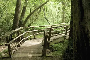 Copse: Bridge