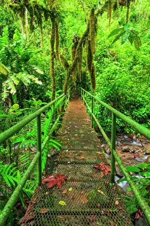 Bridge: Bridge over a jungle stream, Alajuela Province, Costa Rica