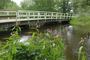 Balsam: Bridge over River Dinkel - with Himalayan Balsam