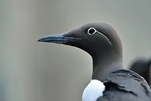 Aalge: bridled form
