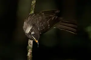 Frenatus: Bridled Honeyeater