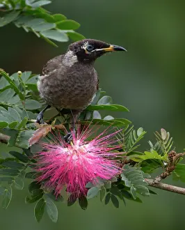 Frenatus: Bridled Honeyeater