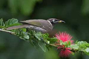 Frenatus: Bridled Honeyeater
