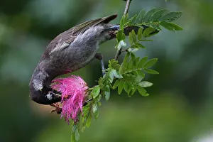 Frenatus: Bridled Honeyeater