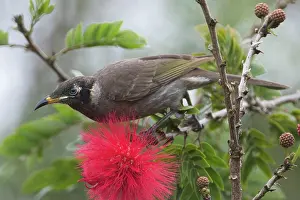 Tableland: Bridled Honeyeater feeding Atherton Tableland Queensl