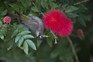 Tableland: Bridled Honeyeater - Feeding - along Figtree Close