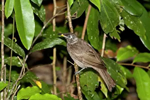 Frenatus: Bridled Honeyeater - perched on a vertical stem