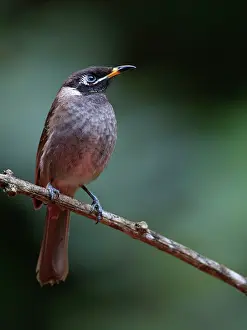 Honeyeater: Bridled Honeyeater - in rainforest