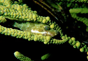 Bridled: Bridled leatherjacket, juvenile female hiding near