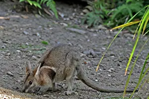 Bridled: Bridled Nail-tailed Wallaby