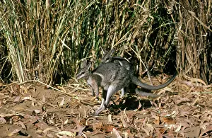 Bridled: Bridled Nailtail Wallaby