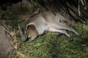 Wallaby: Bridled Nailtail Wallaby