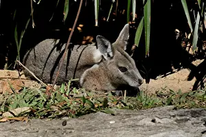 Wallaby: Bridled Nailtail Wallaby