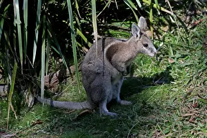 Wallaby: Bridled Nailtail Wallaby