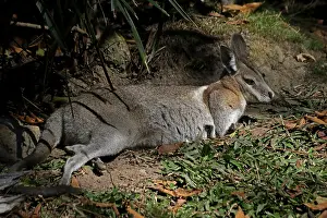 Wallaby: Bridled Nailtail Wallaby