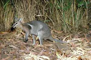 Bridled: Bridled Nailtailed Wallaby - endangered species