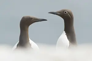 Alcidae: A bridled and normal Common Guillemot (Uria aalge)