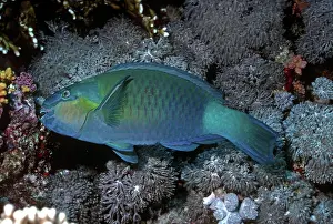 Frenatus: Bridled Parrotfish - male feeding on coral