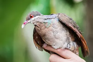 Scientist: Bridled quail-dove (Geotrygon mystacea) were caught