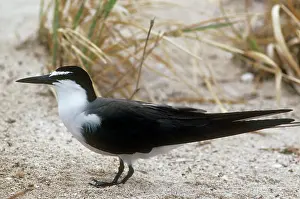 Maureen Brown: Bridled Tern
