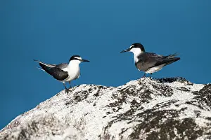 Cousin: Bridled tern