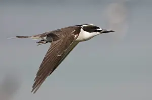Bridled: Bridled Tern in flight
