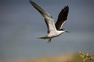 Bridled: Bridled Tern in flight