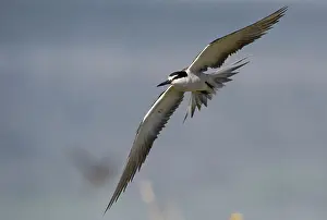 Bridled: Bridled Tern in flight