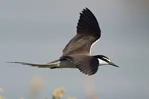 Bridled: Bridled Tern in flight