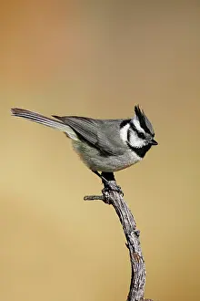 Titmouse: Bridled Titmouse