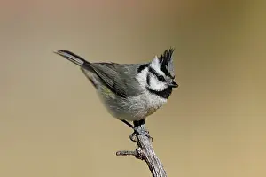 Titmouse: Bridled Titmouse