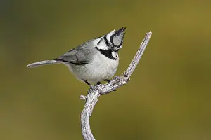 Titmouse: Bridled Titmouse