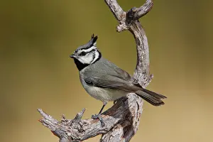 Titmouse: Bridled Titmouse