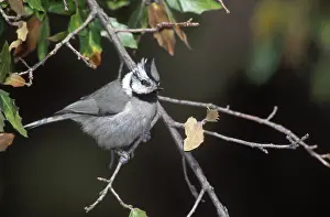 Titmouse: Bridled Titmouse