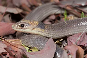 Legless: Brigalow Scaly-Foot